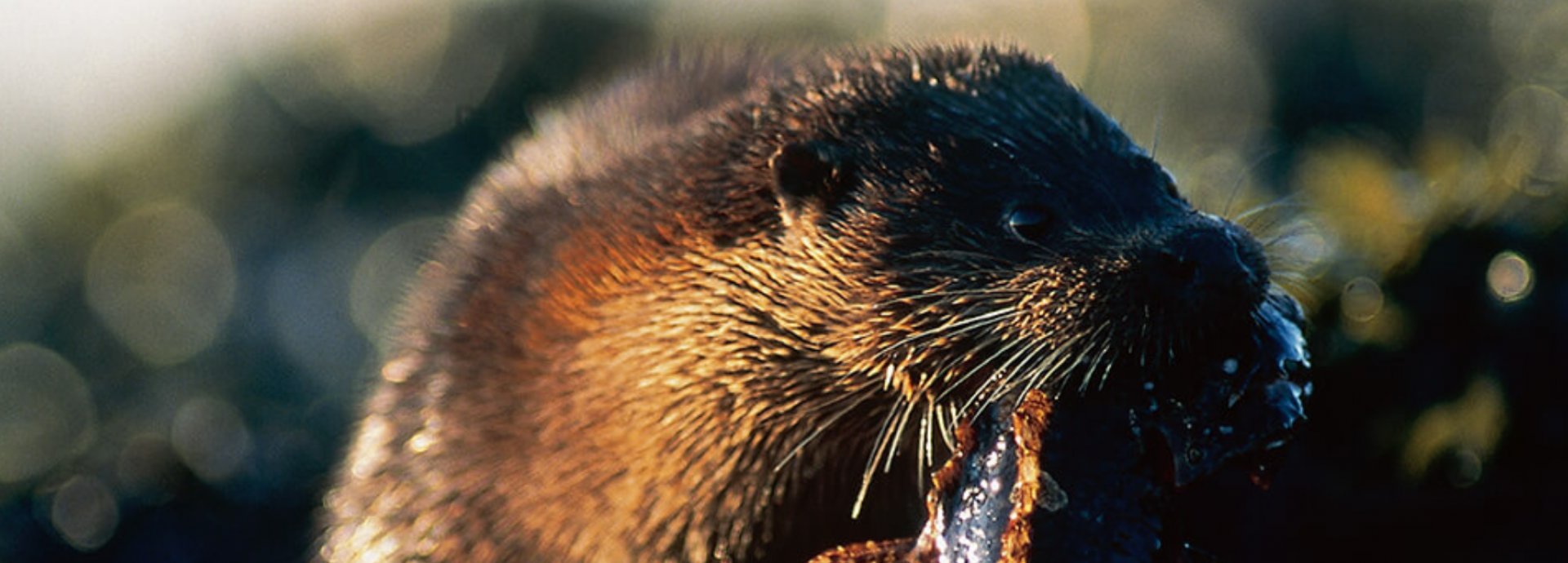 Otters