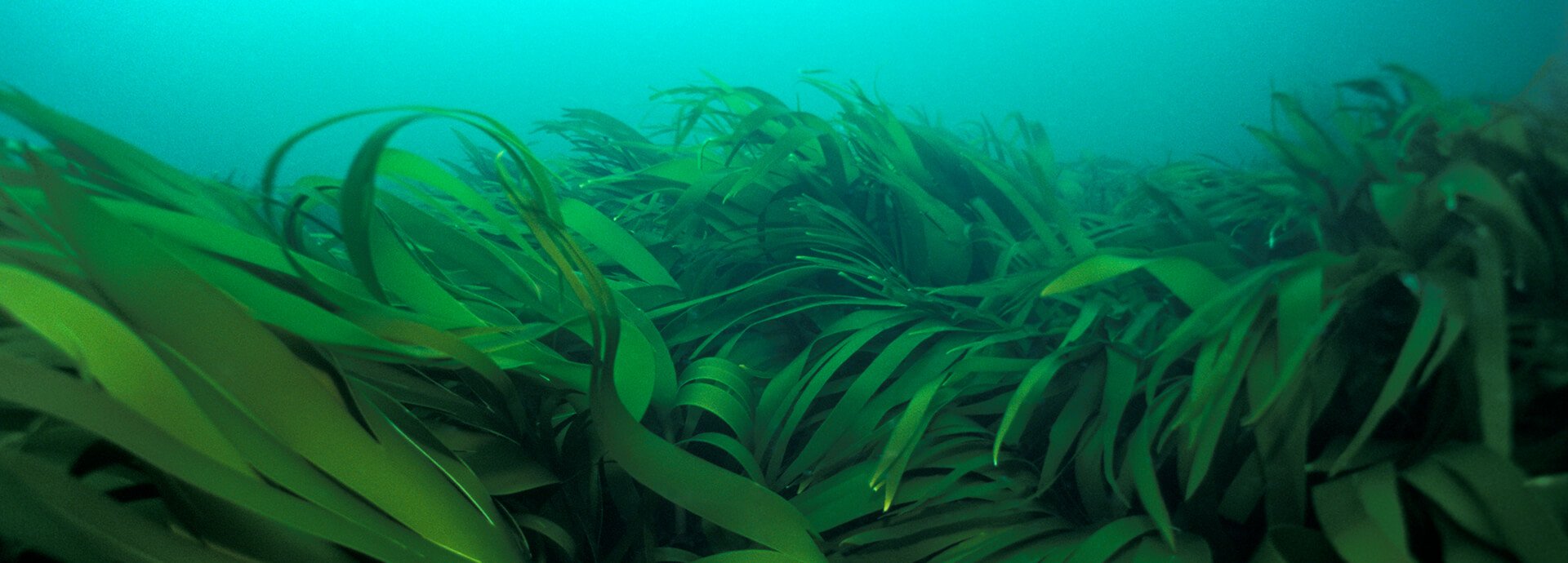 Seagrass