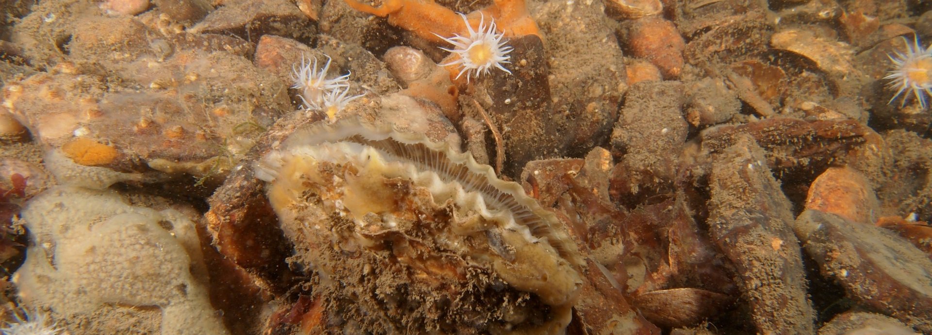 Native Oyster