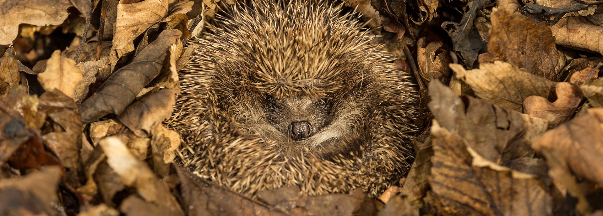 Hibernation