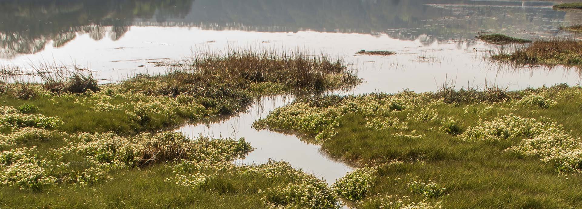 saltmarsh