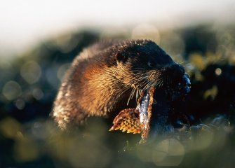 Otters