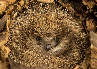 Hibernation