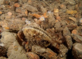 native oyster