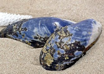 Strandline