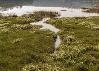 saltmarsh